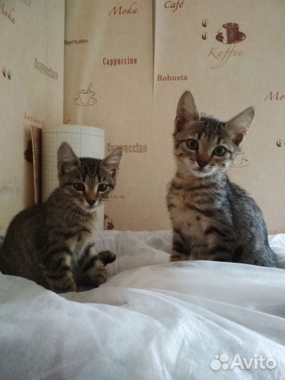 Ласковые котята в дар