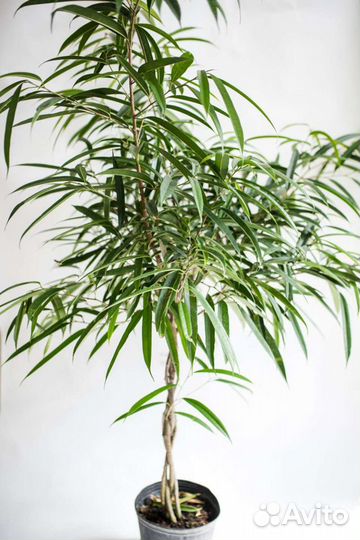 Фикус Али Биннендийка