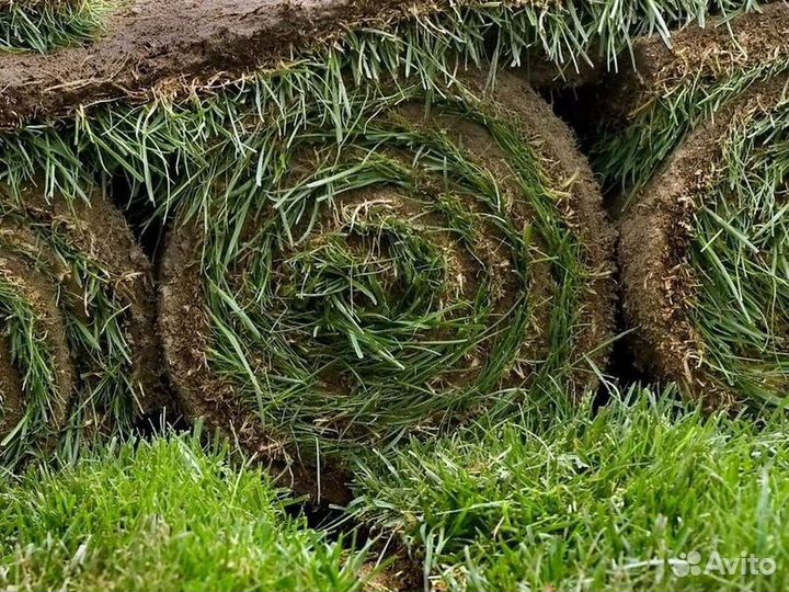 Продажа рулонного газона эконом