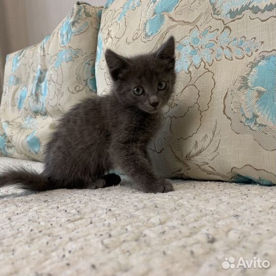 Отдам котенка в добрые руки