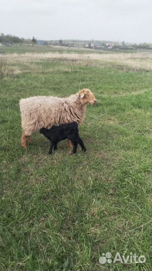 Овцы бараны ягнята