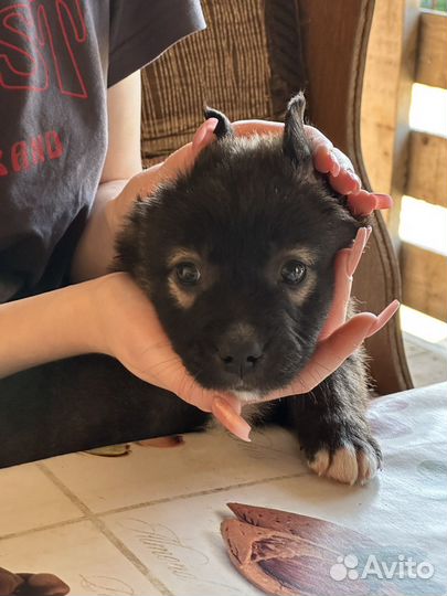 Двортерьер