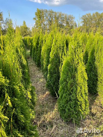 Туя Смарагд 1.70-2.00 м. арт.92