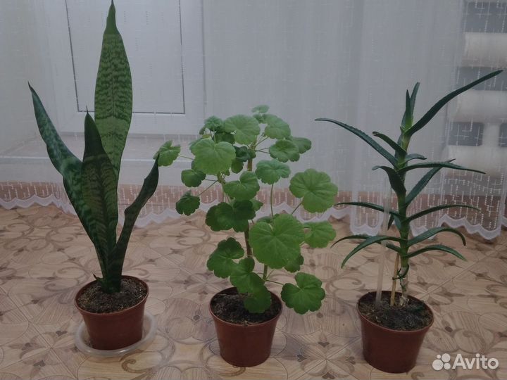 Щучий хвост, герань,алоэ