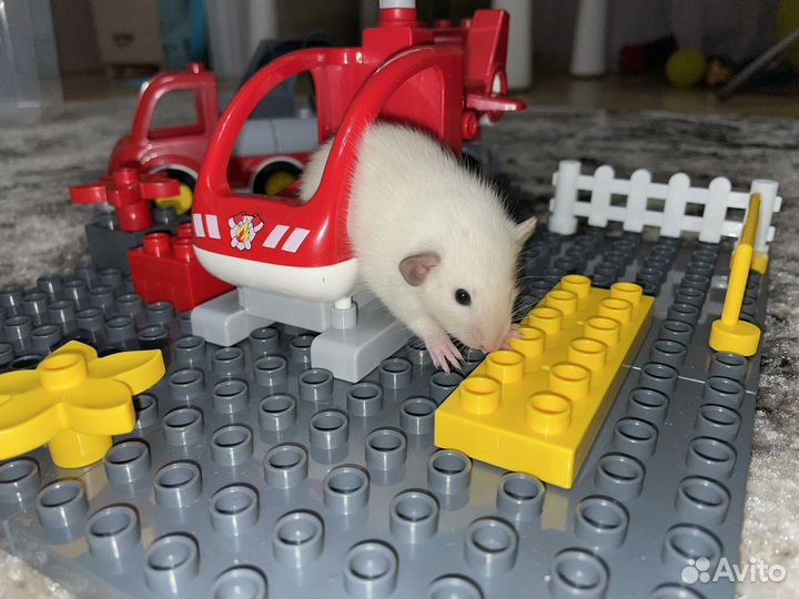 Ручной крысенок