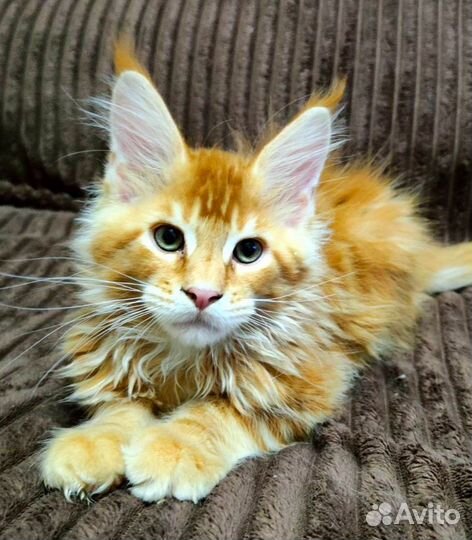 Красные тигрятки