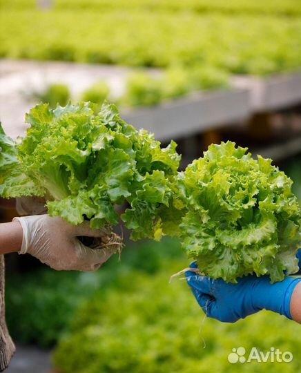 Упаковщик салата (ст. Марьянская)