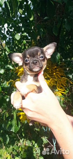Чихуахуа малышня