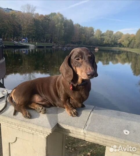 Передержка собак и кошек