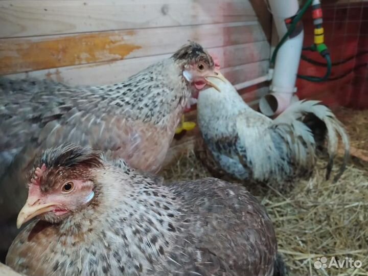 Инкубационное яйцо Легбар кремовый