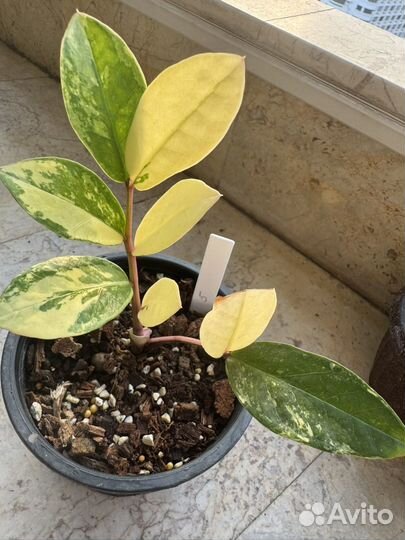 Замиокулькас Шорт Лив вариегатный