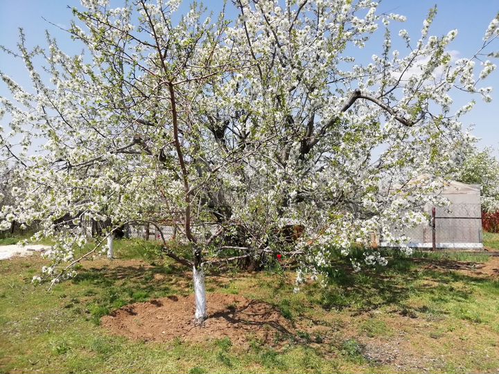 Участок 7 сот. (СНТ, ДНП)