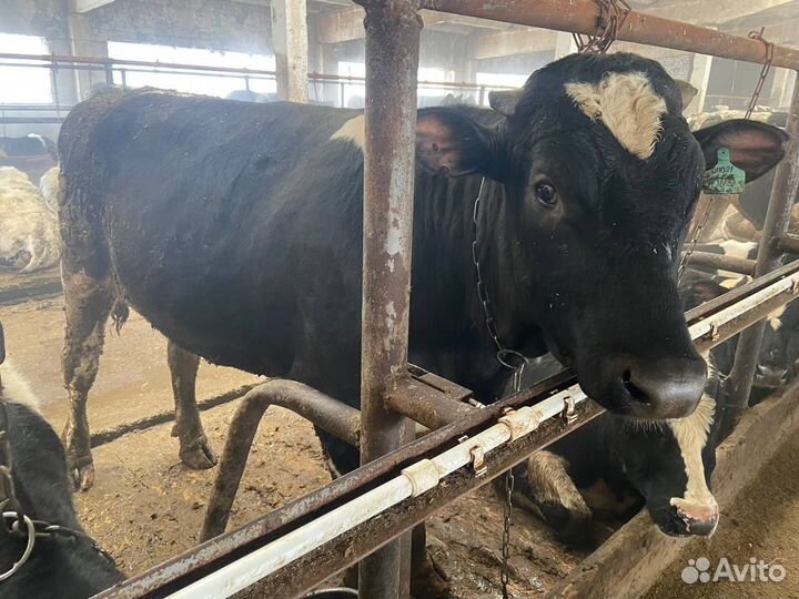 Быки живой вес. 50 голов. Телятина. Говядина