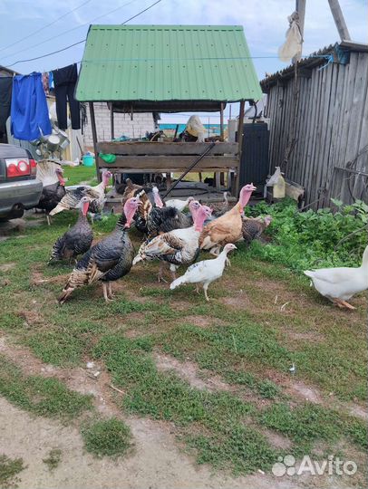 Индюки домашнее