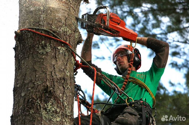 Спил деревьев Арбористика Чистка трудных участков