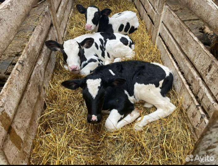 Продаем телята