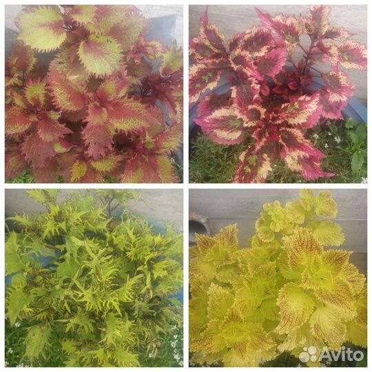 Черенки колеуса