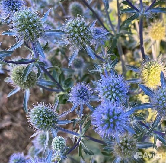 Пузыреплодник, дерен, форзиция, многолетники