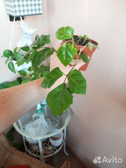 Циссус березка