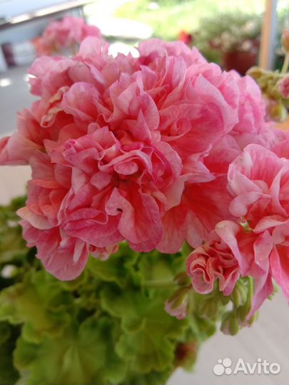 Пеларгония герань сортовая