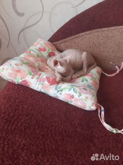 Донской сфинкс котята