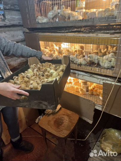 Цыплята кобб500т