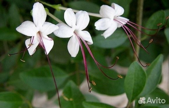 Комнатные растения (укорененные черенки)