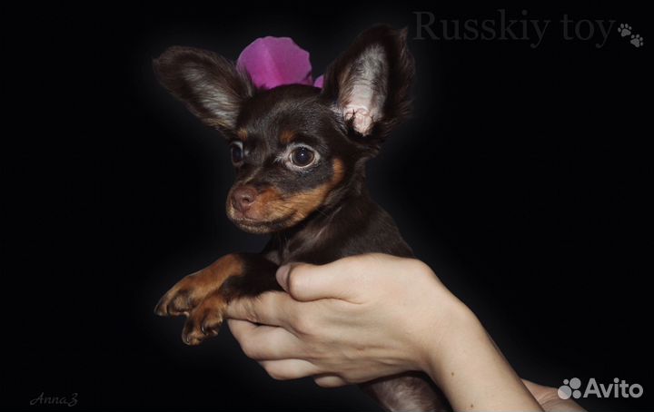 Щенки русский той длинношерстный от заводчика