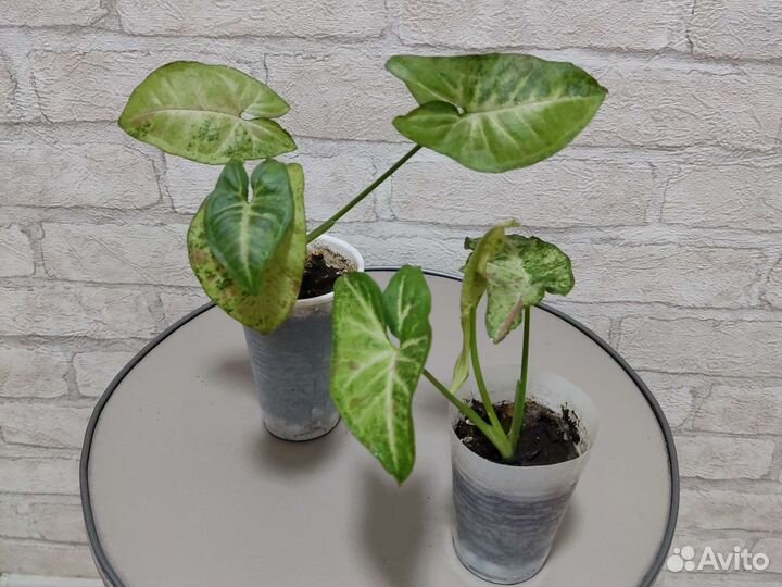 Сингониумы