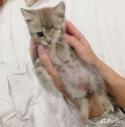 Котенок 4 месяца Пират