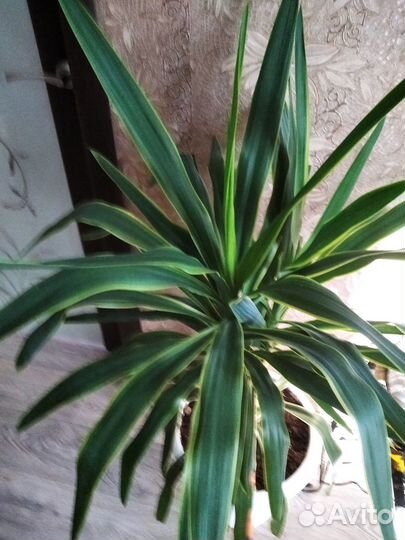 Комнатное растение Юкка