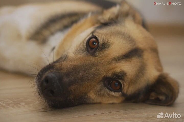 Девочка тип овчарки (помесь) ищет дом