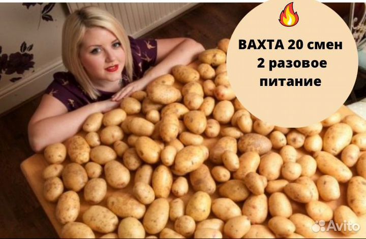 Вахта на картошку с 2 разовым питанием