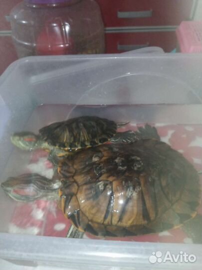 Красноухая черепаха