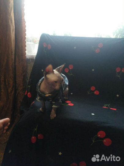 Домашние животные кошки