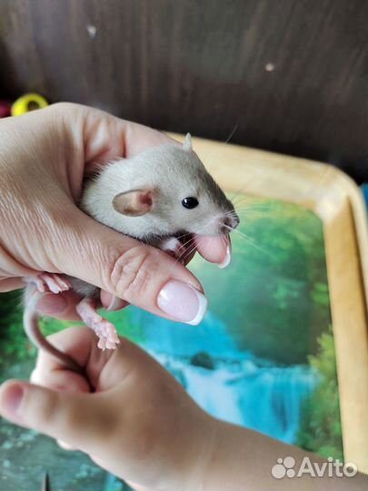 Крыса дамбо