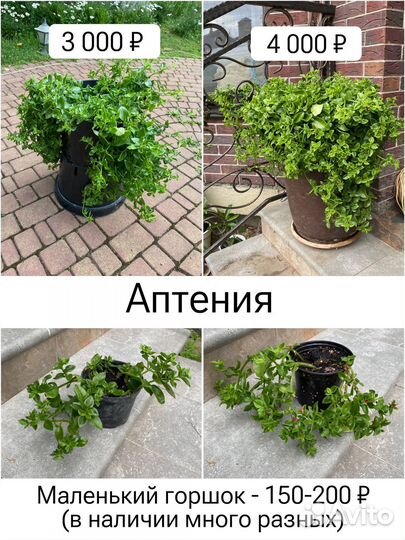 Эхинацея, ель, бересклет, герань, аптения