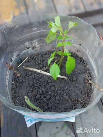 Щавель, лук-шнитт, мята, вишня, ирга, хрен - обмен