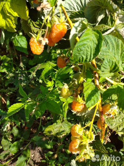 Саженцы малины