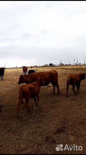 Крупно рогатый скот