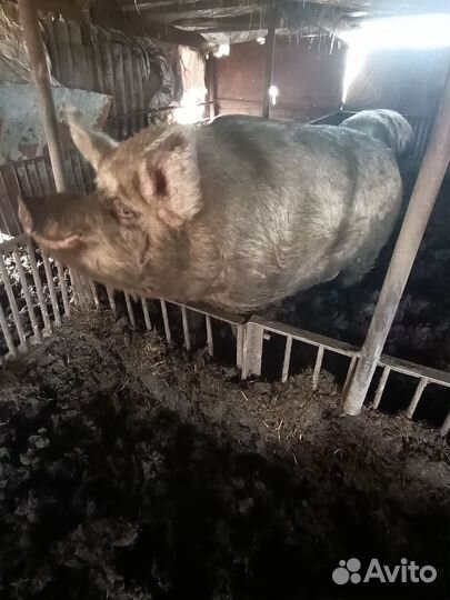 Хряк Василь