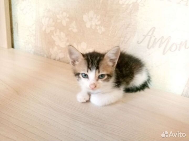 Кошки в добрые руки