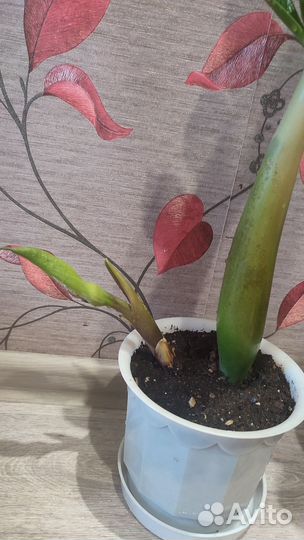 Замиокулькас