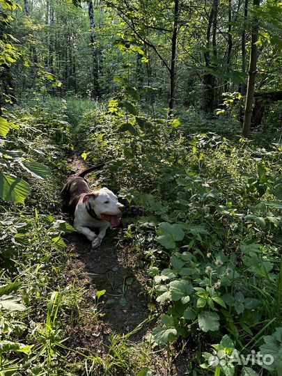 Питбультерьер в добрые руки