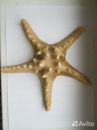 Морская звезда ракушки Коробка инструментов