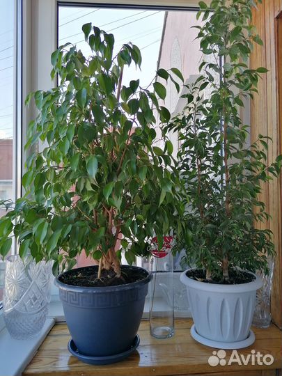 Фикус бенджамина