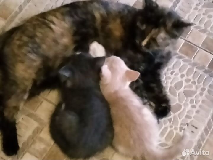 Отдам В хорошие руки котят