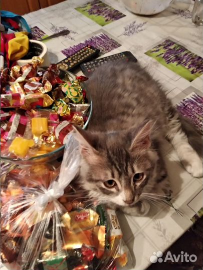 Отдам Кота в Добрые Руки