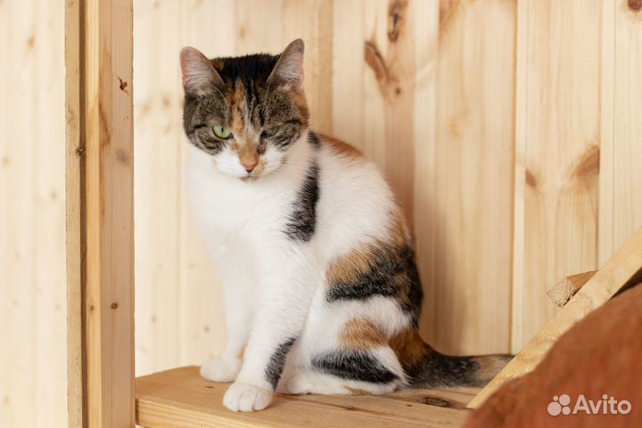 Кошка Дамка 4 года в дар