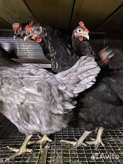 Куры несушки